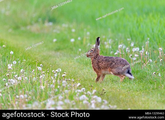Brown hare in a meadow, April, Hesse, Germany