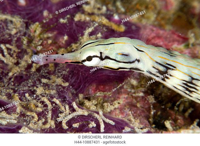Brown-banded Pipefish, Corythoichthys haematopterus, Raja Ampat, West Papua, Indonesia
