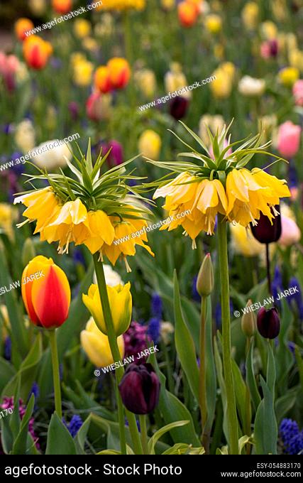 Fritillaria imperialis, hyacinths and colorful tulips flowers blooming in a garden