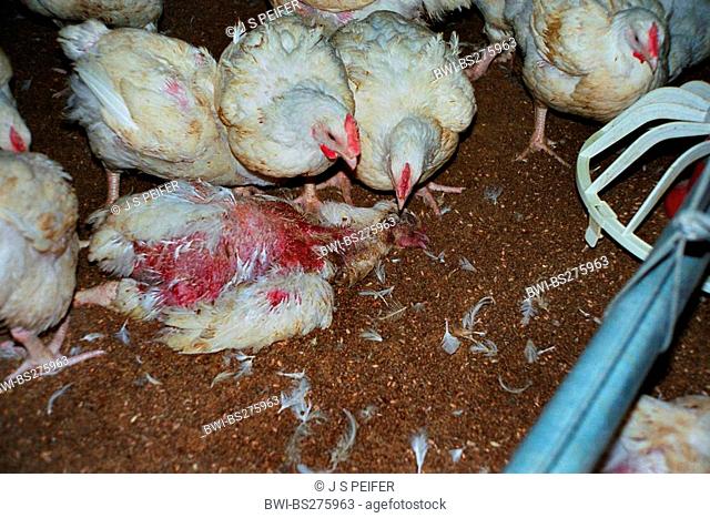 domestic fowl Gallus gallus f. domestica, countless broiler chickens jammed together in a hen house in desolate state. Some living birds pecking at one of the...