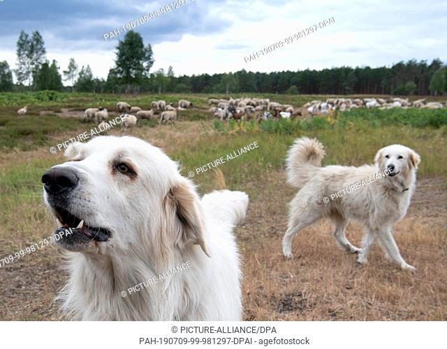 08 July 2019, Brandenburg, Doberlug-Kirchhain: Pyrenean mountain dogs guard a herd of goats and sheep on the Weißhaus natural heritage site