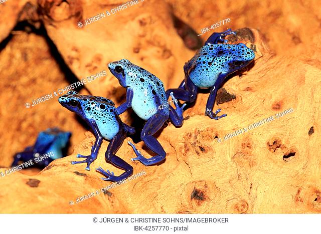 Dyeing dart frogs or tincs (Dendrobates tinctorius), adults, group, found in South America, captive, Germany