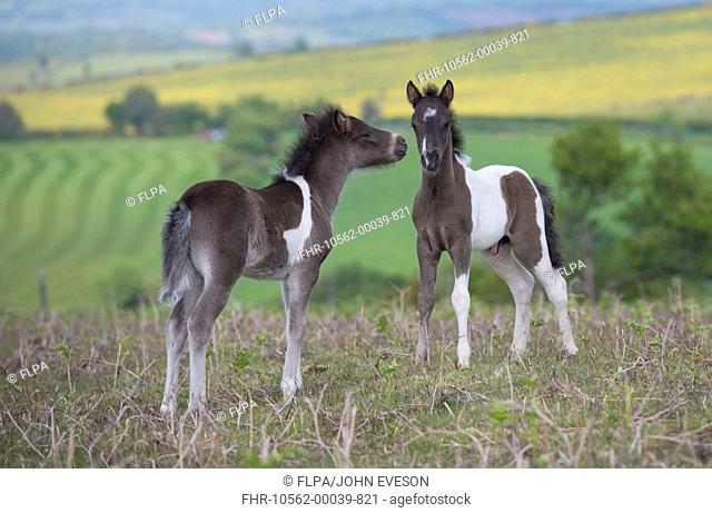 Horse, Dartmoor Pony, two foals, interacting on moorland, Dartmoor, Devon, England, June