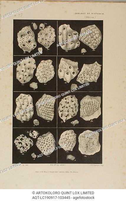 Lithographic Proof - Lithographic Ink & Pencil on Paper, Lithographic proof finally published as Plate 38 in The Prodromus of the Zoology of Victoria by...