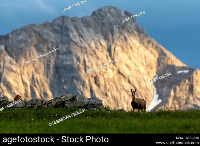 A chamois stands on a mountain meadow, while the mountain in the background is illuminated by the setting sun