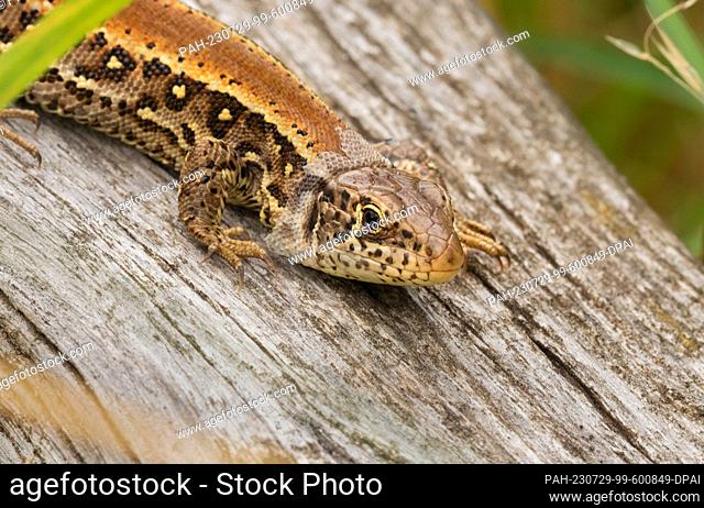 25 July 2023, Brandenburg, Doeberitzer Heide: 25.07.2023, Doeberitzer Heide. A female fence lizard (Lacerta agilis), in the process of moulting