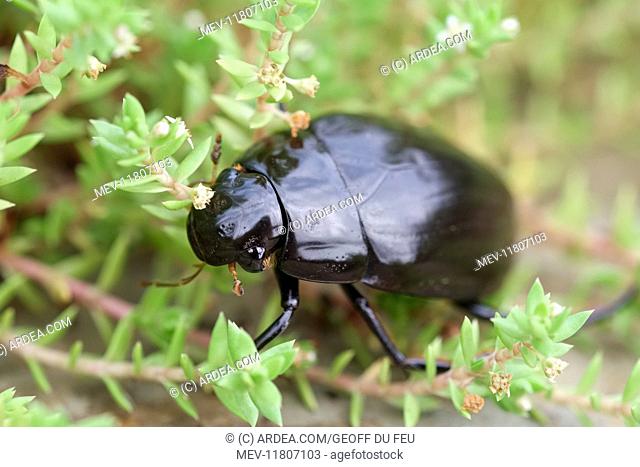 Giant Water Scavenger Beetle, Norfolk UK