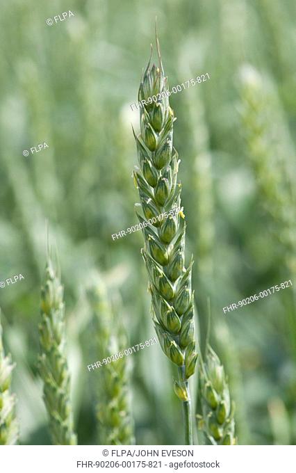 Wheat Triticum aestivum crop, close-up of ripening ear in flower, Lincolnshire, England, june