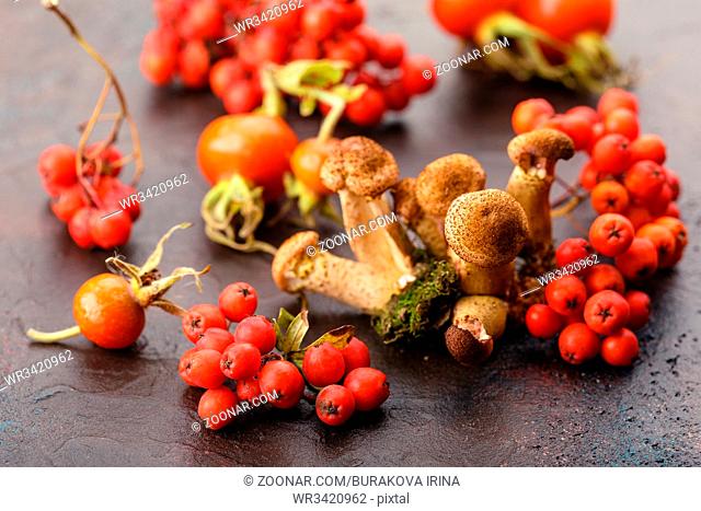 Autumn mushrooms honey agarics, rose hips and rowan on brown table
