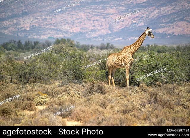 Giraffe, Inverdoorn Game Reserve, South Africa