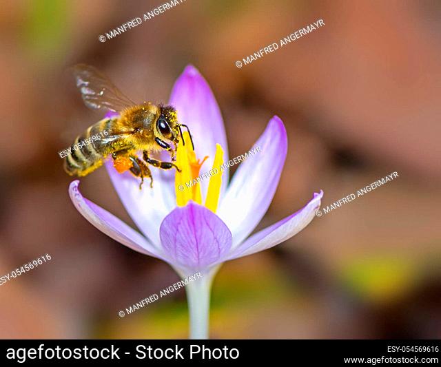 Macro of a lying bee at a purple crocus flower blossom
