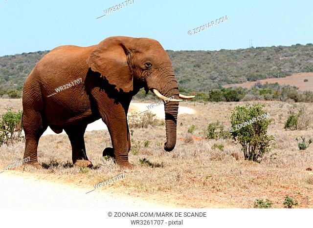 Bush Elephant Standng for a photo