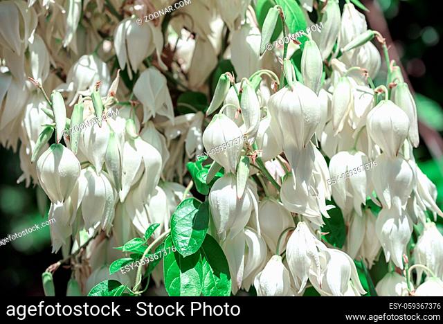 Palm lily Yucca gloriosa. Spanish dagger. Blooming evergreen succulent with white flowers, growing in the garden