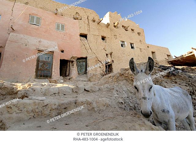 Old town of Shali, Oasis of Siwa, Egypt, North Africa, Africa