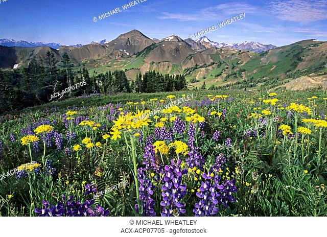 Lupine and senecio flowers, South Chilcotin Provincial Park, British Columbia, Canada