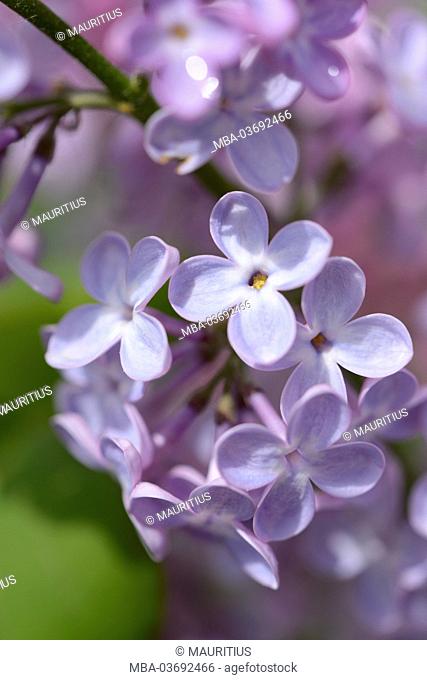lilac, Syringa vulgaris, blossom