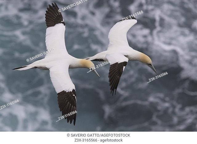 Northern Gannet (Morus bassanus), two adults in flight over the sea