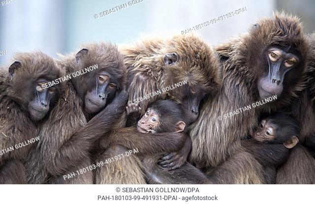 Several female Gelada baboons, also known as bleeding-heart baboons, cuddle with their youngs in order to keep warm at the Wilhelma zoo in Stuttgart, Germany