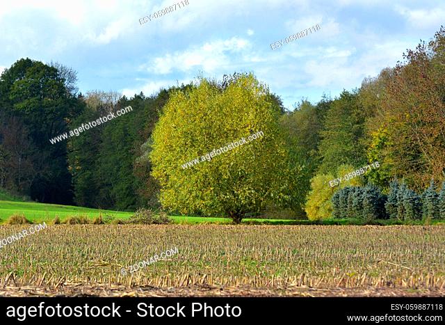 BW. Schützingen, Stromberggebiet in Württemberg im Herbst, Weidenbaum am Herbstwald