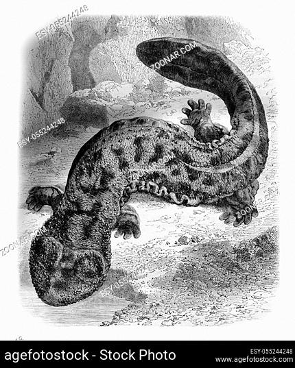 The large living Salamander Japan, the Natural History Museum, vintage engraved illustration. Magasin Pittoresque 1861