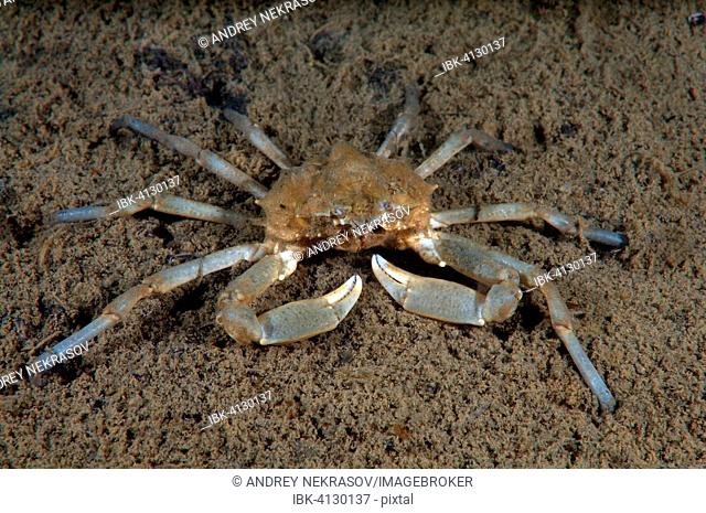 Spider Crab (Pugettia quadridens), Sea of Japan, Rudnaya Pristan, Primorsky Krai, Russia