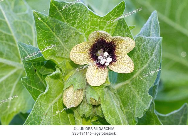 Black Henbane, Henbane (Hyoscyamus niger), flower and flower buds. germany