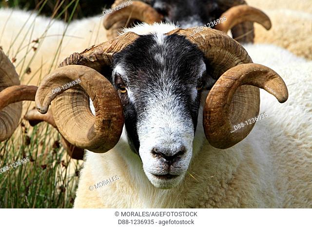 Blackface  Scottish sheep  Ram Argyll county  Ardnamurchan   Scotlland  Ovis aries  Order Artiodactyla Family: Bovidae