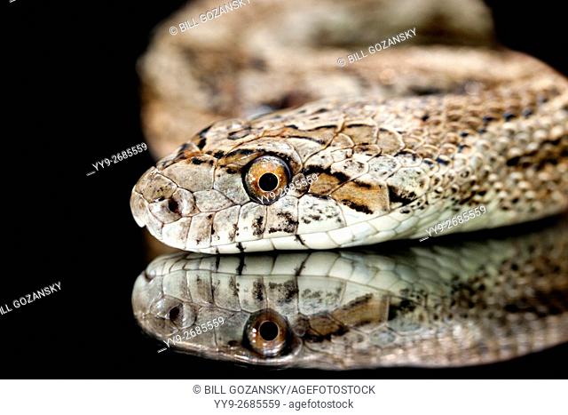 Great Plains Rat Snake (Pantherophis emoryi) [Controlled Subject] - Camp Lula Sams, Brownsville, Texas, USA