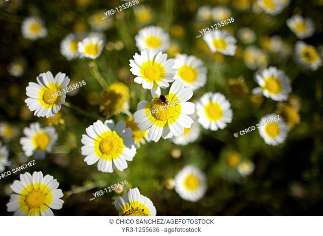 An insect eats nectar from wild daisies near Arcos de la Frontera village, Cadiz province, Andalusia