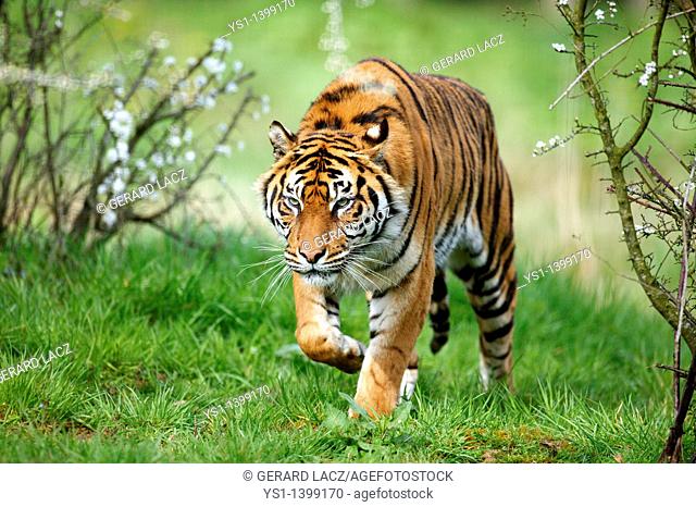 Sumatran Tiger (Panthera tigris sumatrae), adult standing on grass, captive. Near Chartres, France