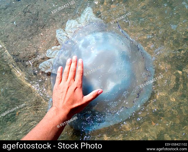 Jellyfish Rhizostoma root rope, thrown to the shore of the sea. Dead jellyfish. Jellyfish in the hand of a man
