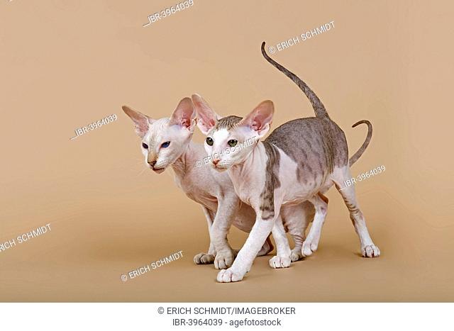 Oriental Shorthair kittens, 11 weeks