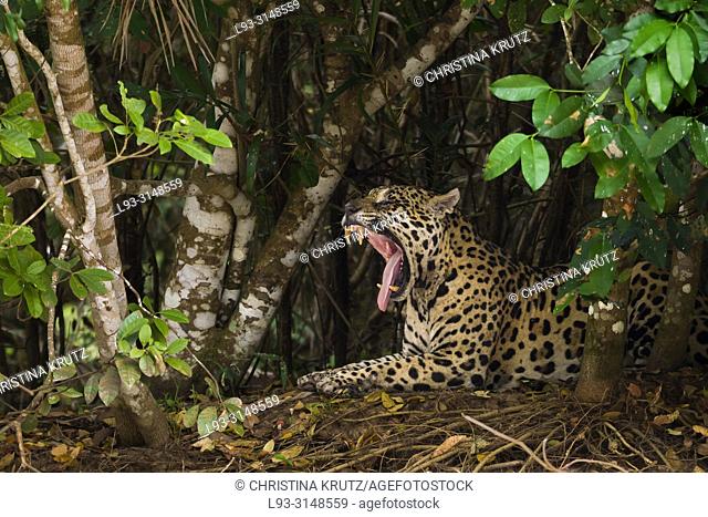 Jaguar (Panthera onca), adult male resting, Pantanal, Mato Grosso, Brazil