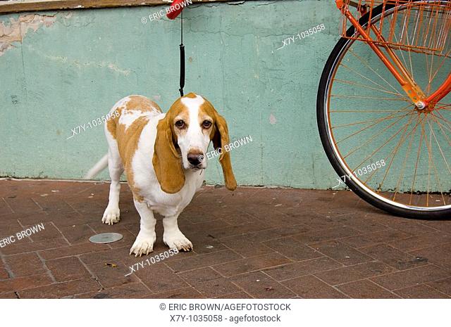 A leashed dog waits near a bicycle