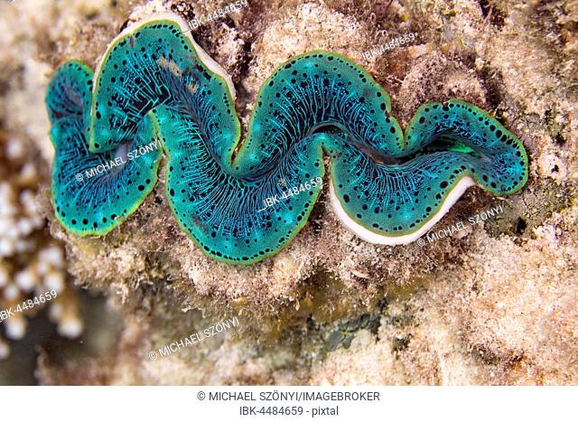 Maxima clam (Tridacna maxima), Great Barrier Reef, Queensland, Australia