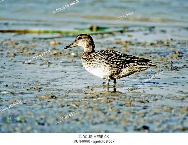 Female teal Anas crecca feeding in the shallows of a lake