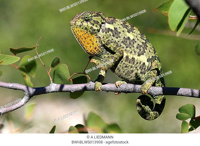 flap-necked chameleon, flapneck chameleon Chamaeleo dilepis, on a twig, in movement, Namibia, Ovamboland, Etosha NP