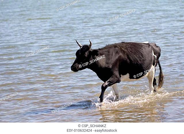 cow walking on the water in the lake