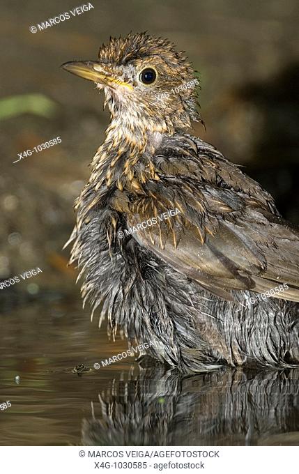 Ejemplar joven de mirlo común en el baño, Young blackbird bathing, Turdus merula, Pontevedra, España
