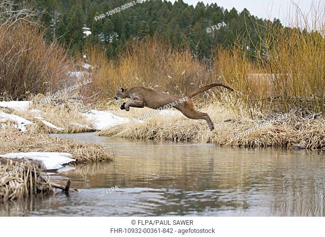 Puma (Puma concolor) adult, jumping across stream, Montana, U.S.A., February (captive)