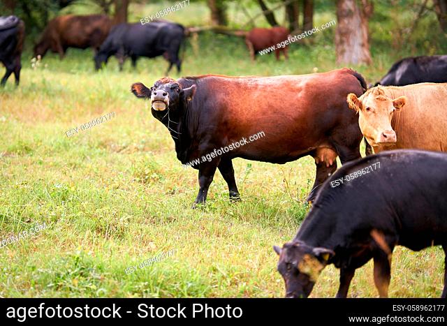 Kühe auf einer Wiese im Herrenkrug bei Magdeburg eingesetzt zur Landschaftspflege