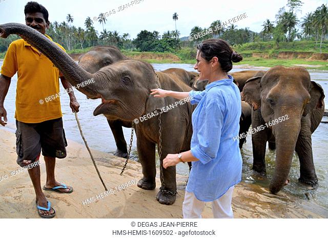 Sri Lanka, Sabaragamuwa Province, Kegalle District, Pinnawala, Young woman in border of river with baby elephants and their mahout