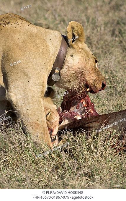Lion, female, with wildebeest kill PANTHERA LEO, Tanzania, Africa Wearing a radio collar, transmitter