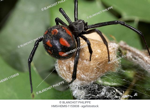 Italy, Araneae, Theridiidae, Mediterranean black widow or Steppe spider (Latrodectus tredecimguttatus), female protecting its cocoon