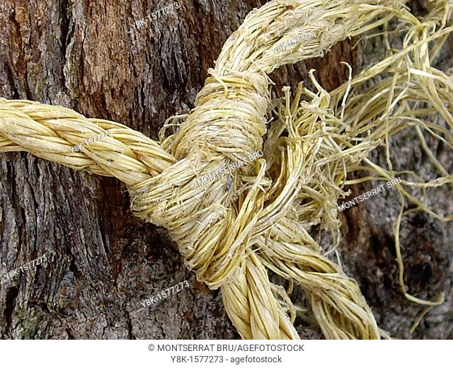 Knot on tree trunk