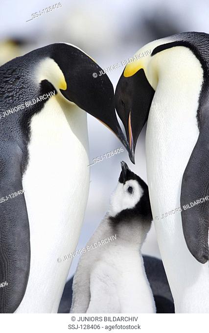 two emperor penguins with cub - Aptenodytes forsteri