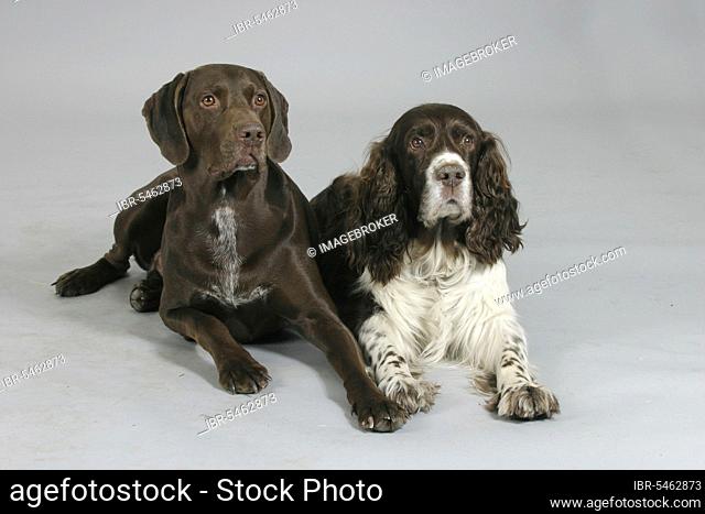 German Shorthaired Pointer and English Springer Spaniel, German Shorthaired Pointer and English Springer Spaniel, German Shorthaired Pointer, indoor, studio