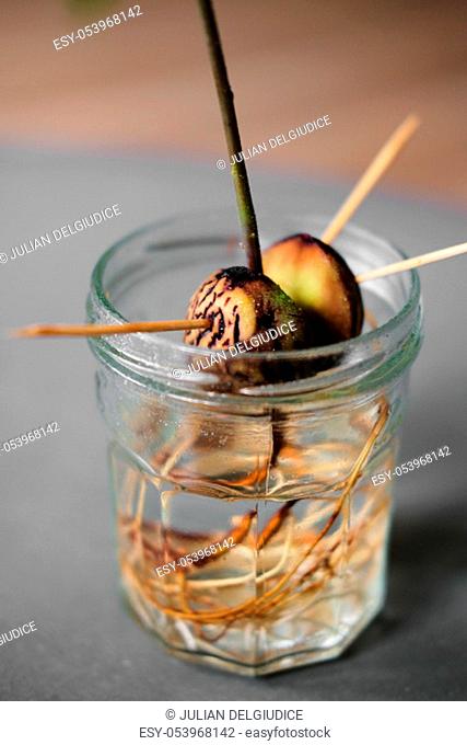 Close up of an avocado plant seed sprouting and growing in a jar with water photographed from above