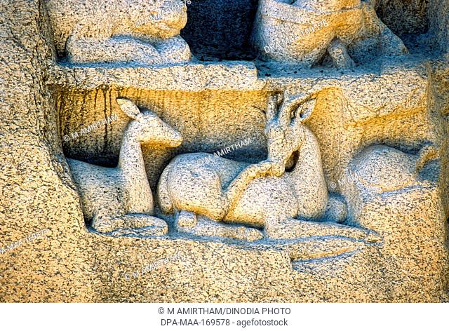 Deer carved on arjunas penance in Mahabalipuram Mamallapuram , Tamil Nadu , India