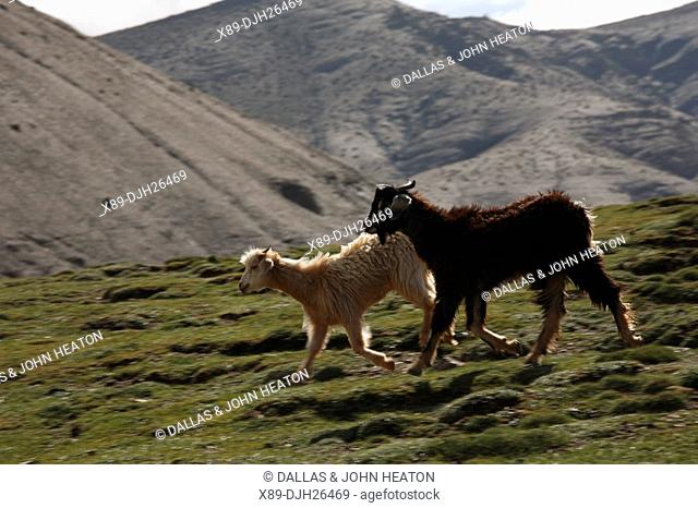 Africa, North Africa, Morocco, High Atlas Mountains, Terraced Fields, Tizi n Tichka, Livestock Grazing
